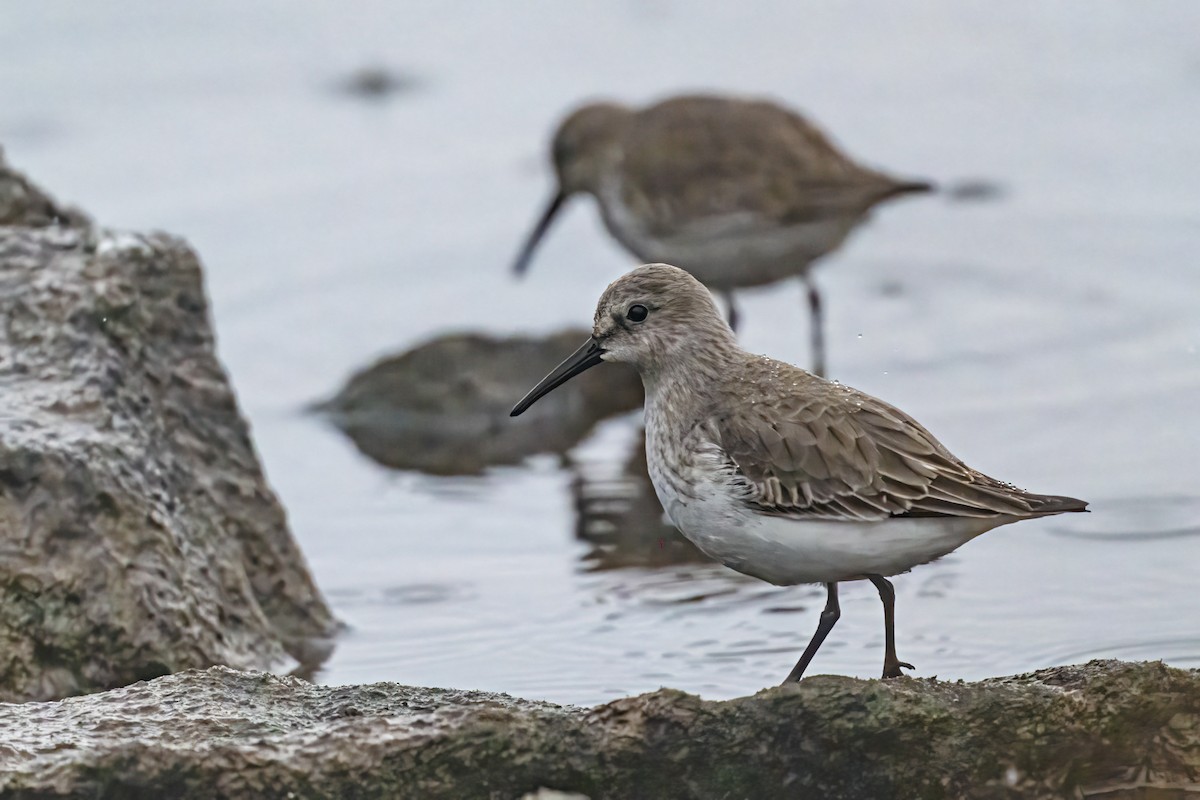 Dunlin - ML646524895