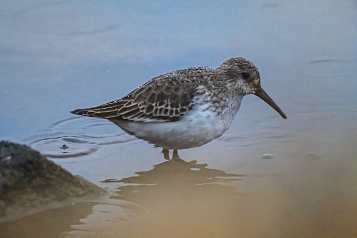 Dunlin - ML646524896