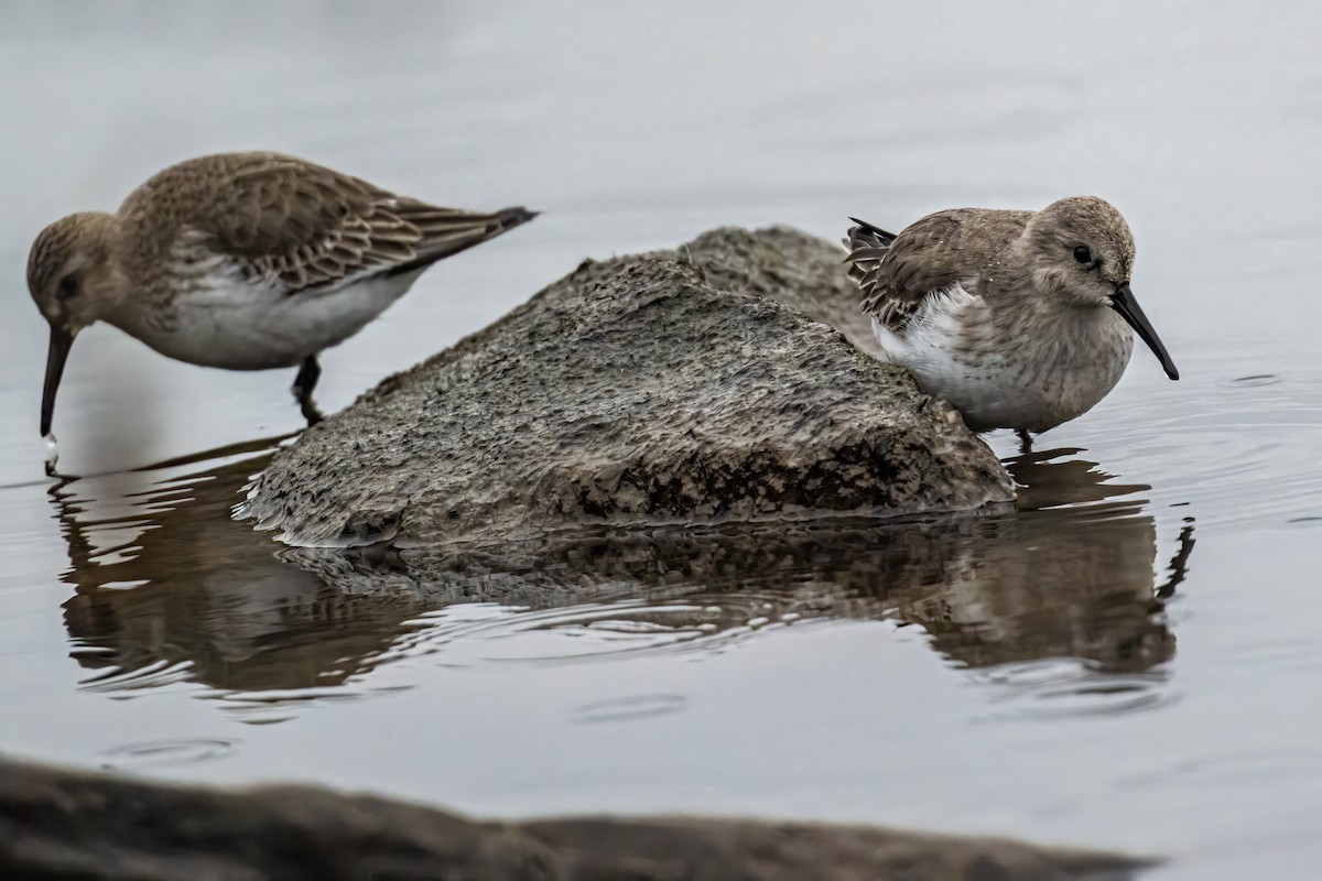 Dunlin - ML646524897