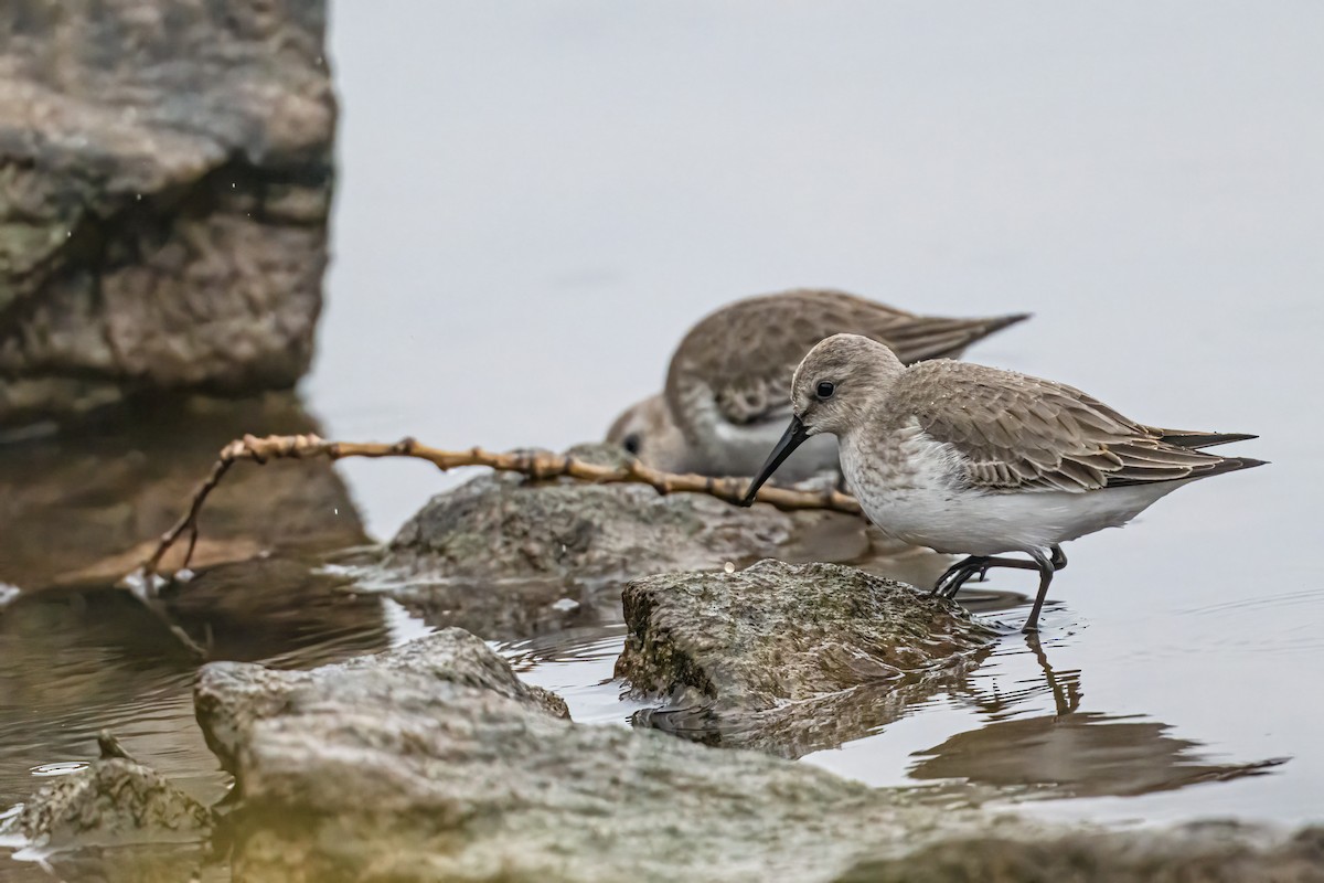 Dunlin - ML646524898
