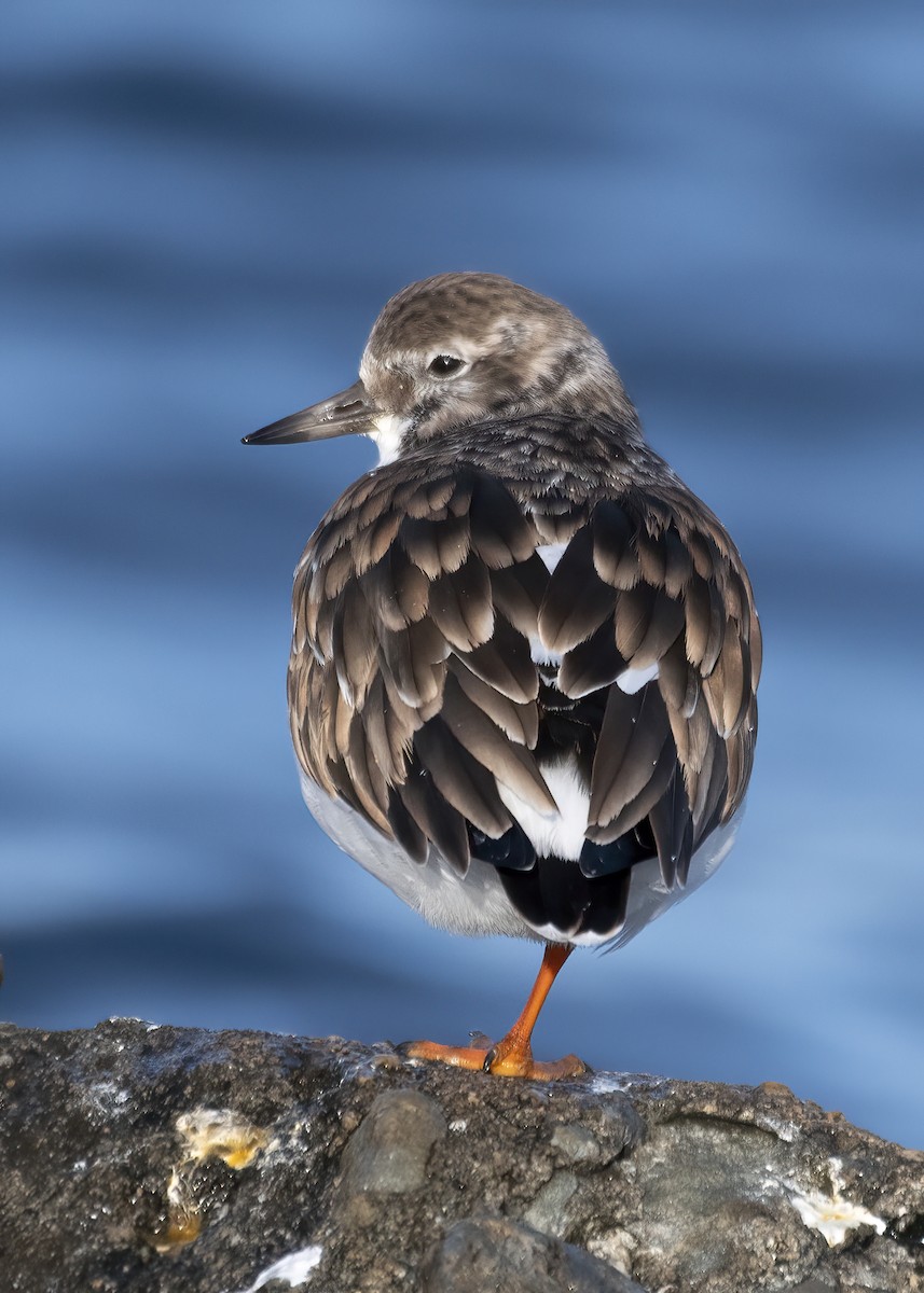 Ruddy Turnstone - ML646524900