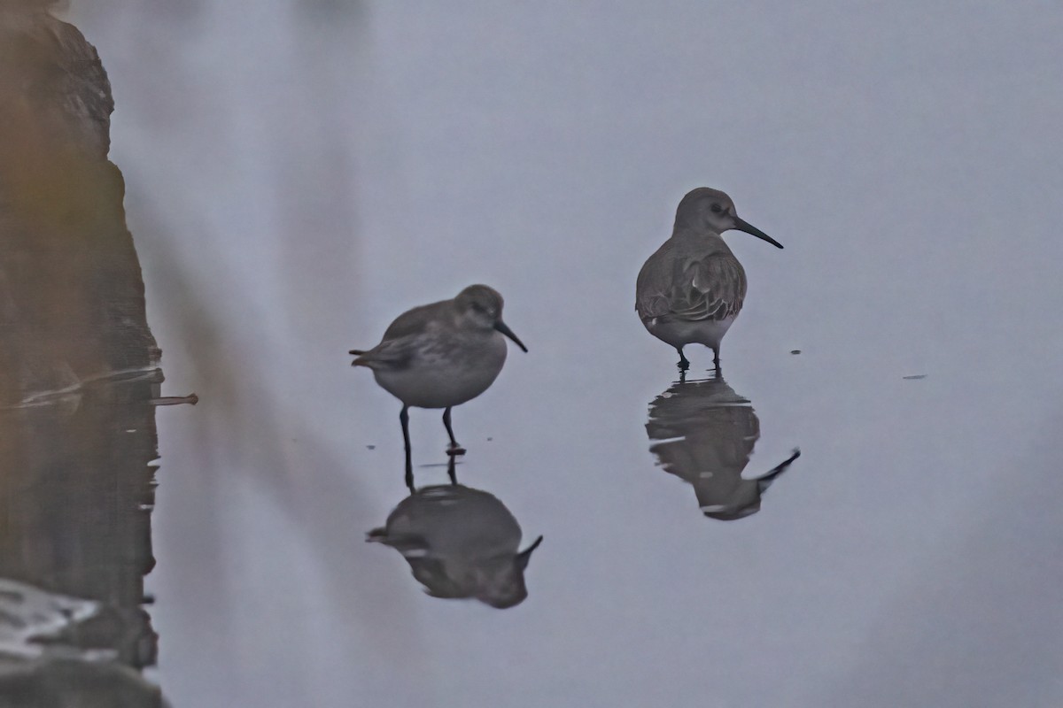 Dunlin - ML646524902