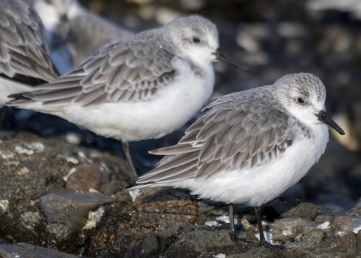 Sanderling - ML646524903