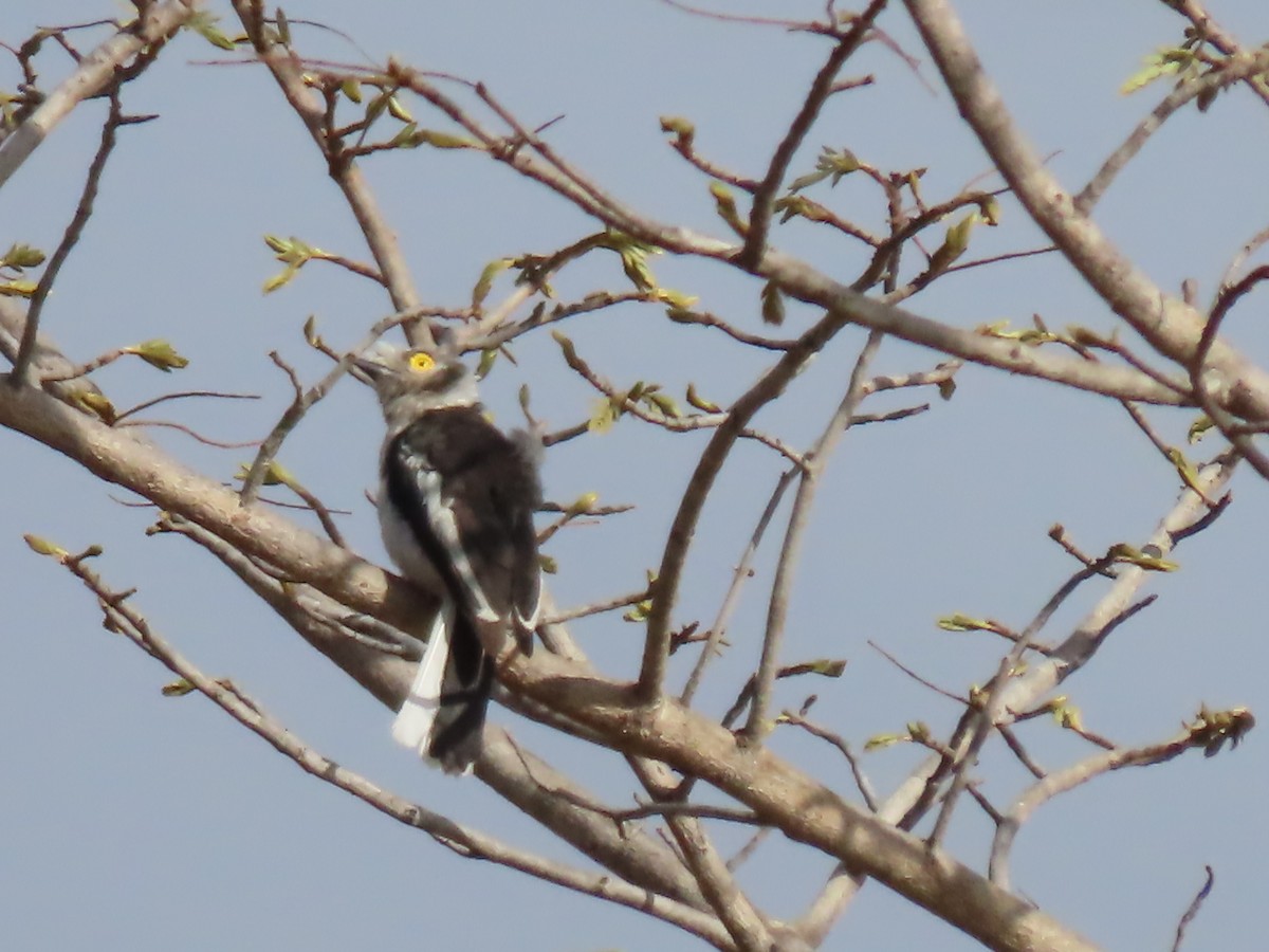 Bagadais casqué - ML646524904