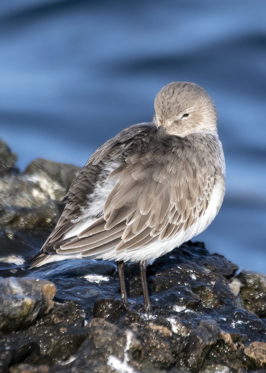 Dunlin - ML646524905