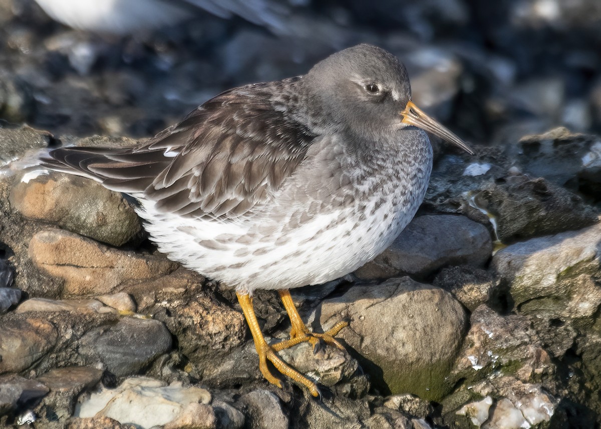 Purple Sandpiper - ML646524907