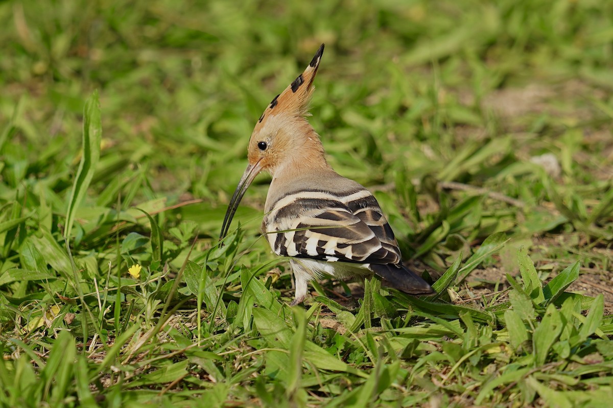 Common Hoopoe - ML646524908