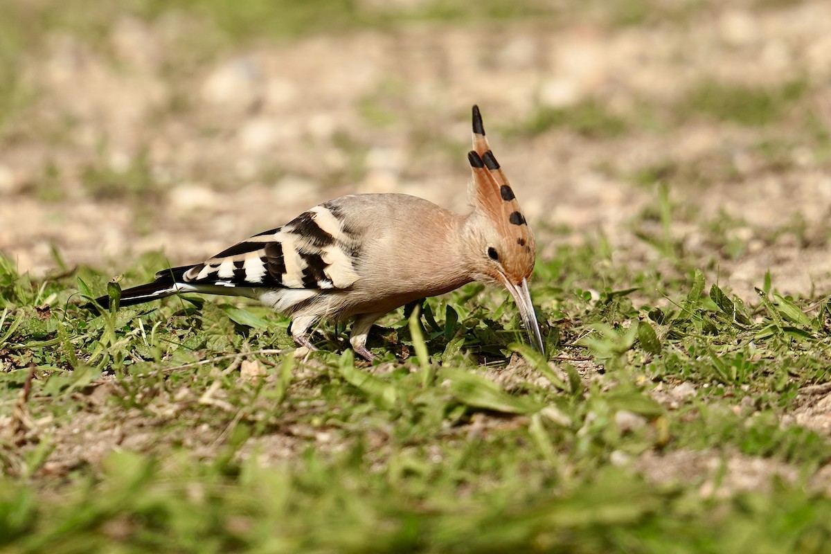Common Hoopoe - ML646524909