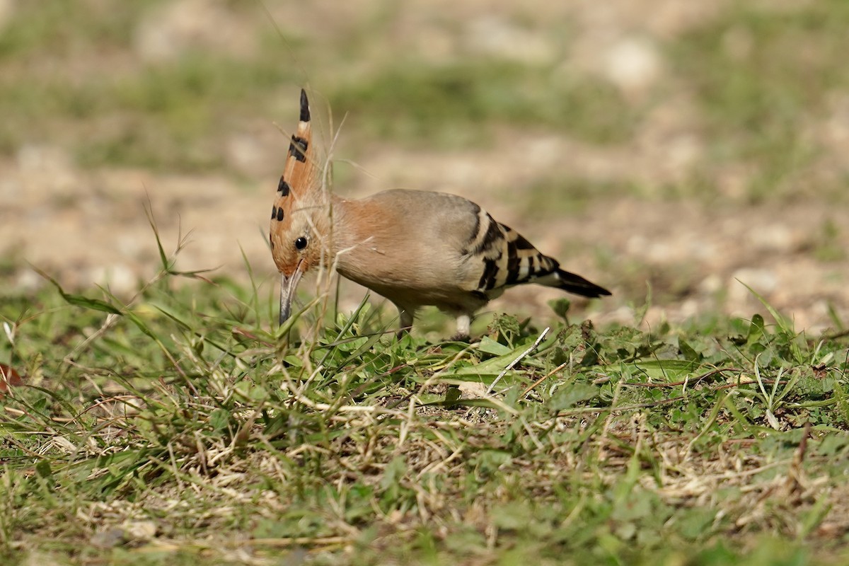 Common Hoopoe - ML646524910