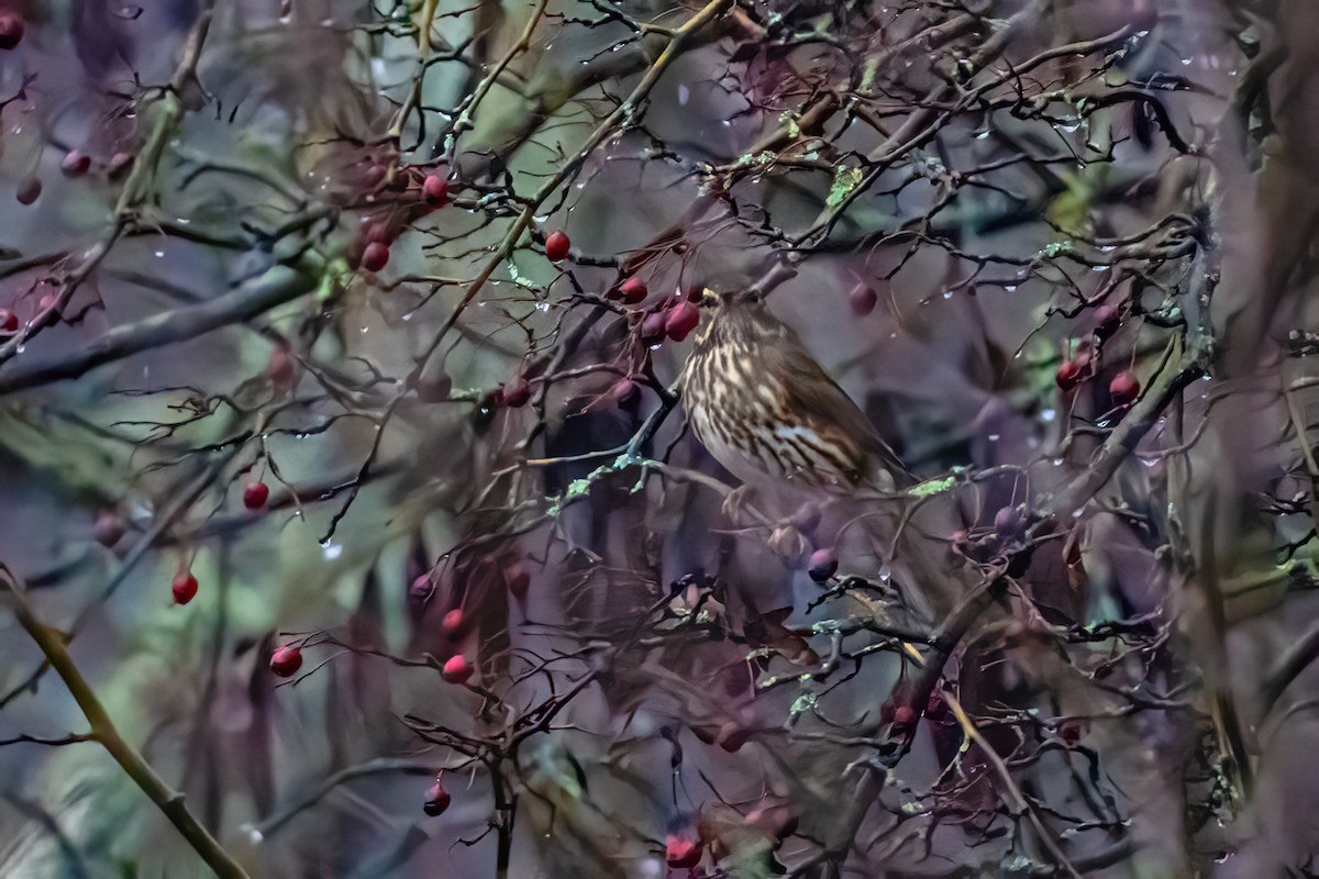 Redwing - ML646524912