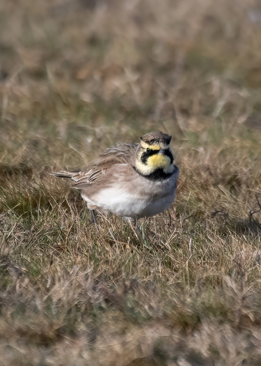 Horned Lark - ML646524913