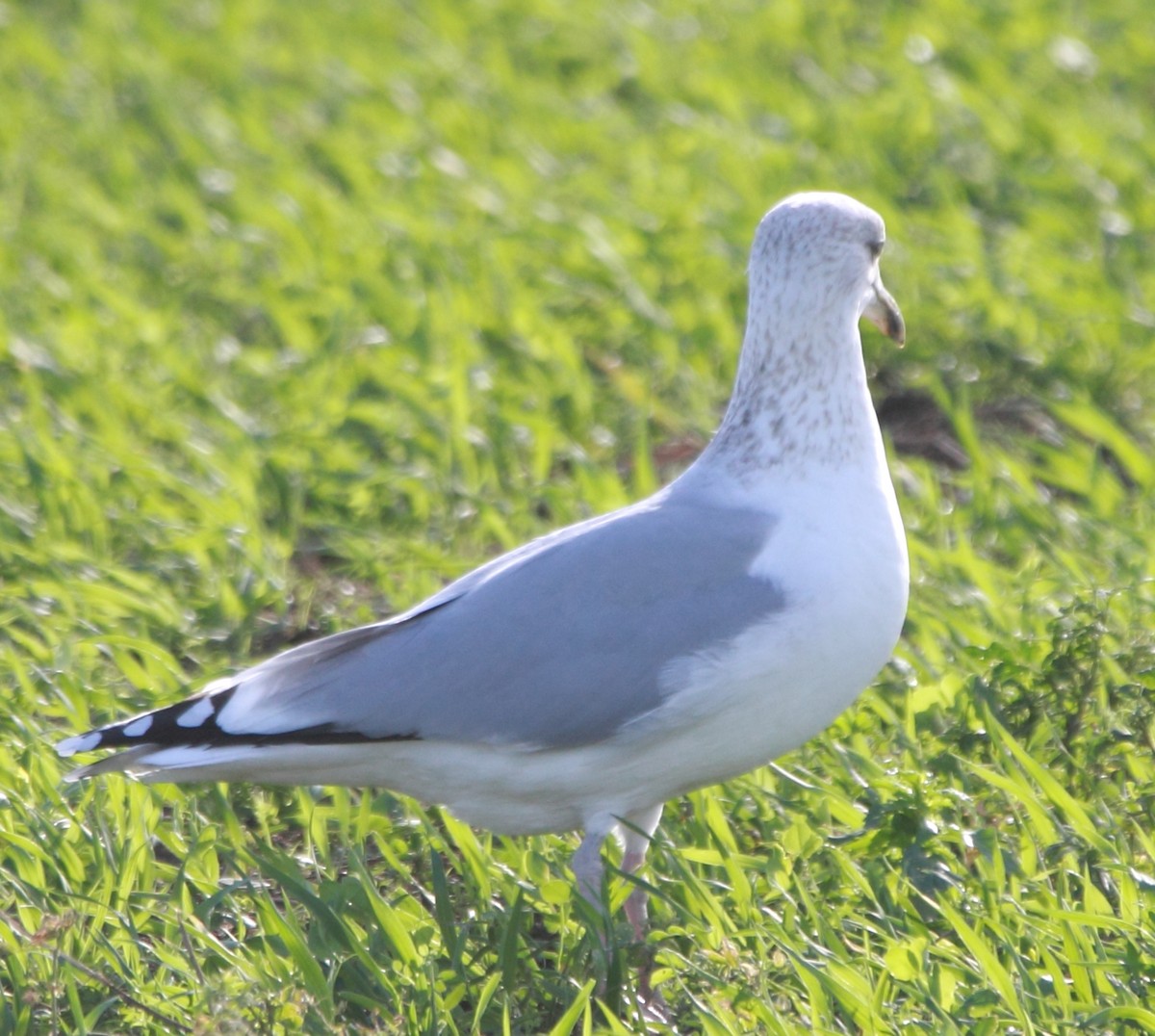 racek stříbřitý - ML646524914