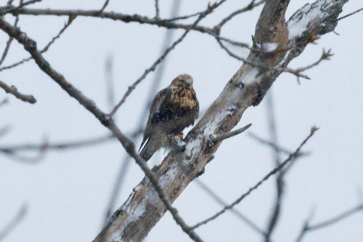 Rough-legged Hawk - ML646524916