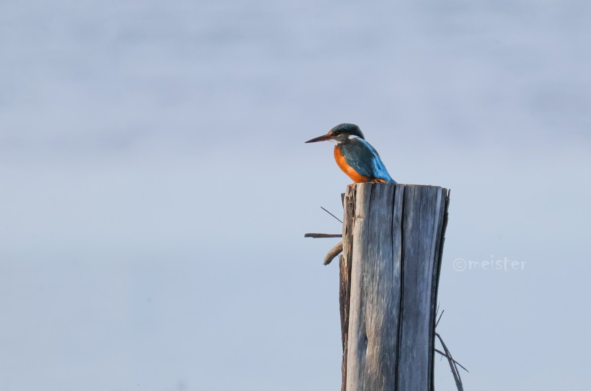 Common Kingfisher - ML646524917