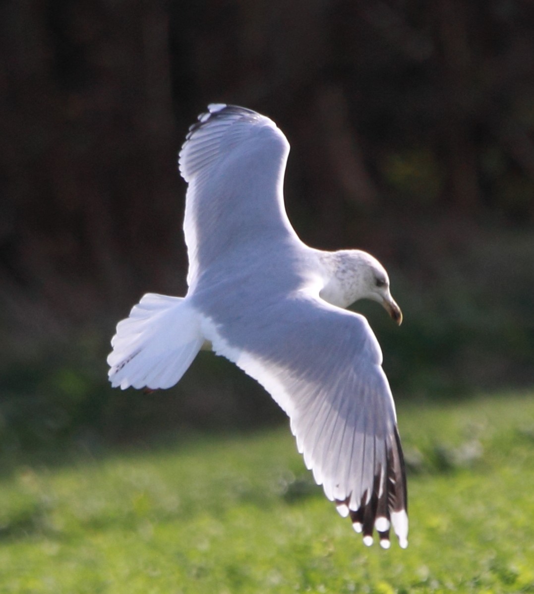 racek stříbřitý - ML646524923