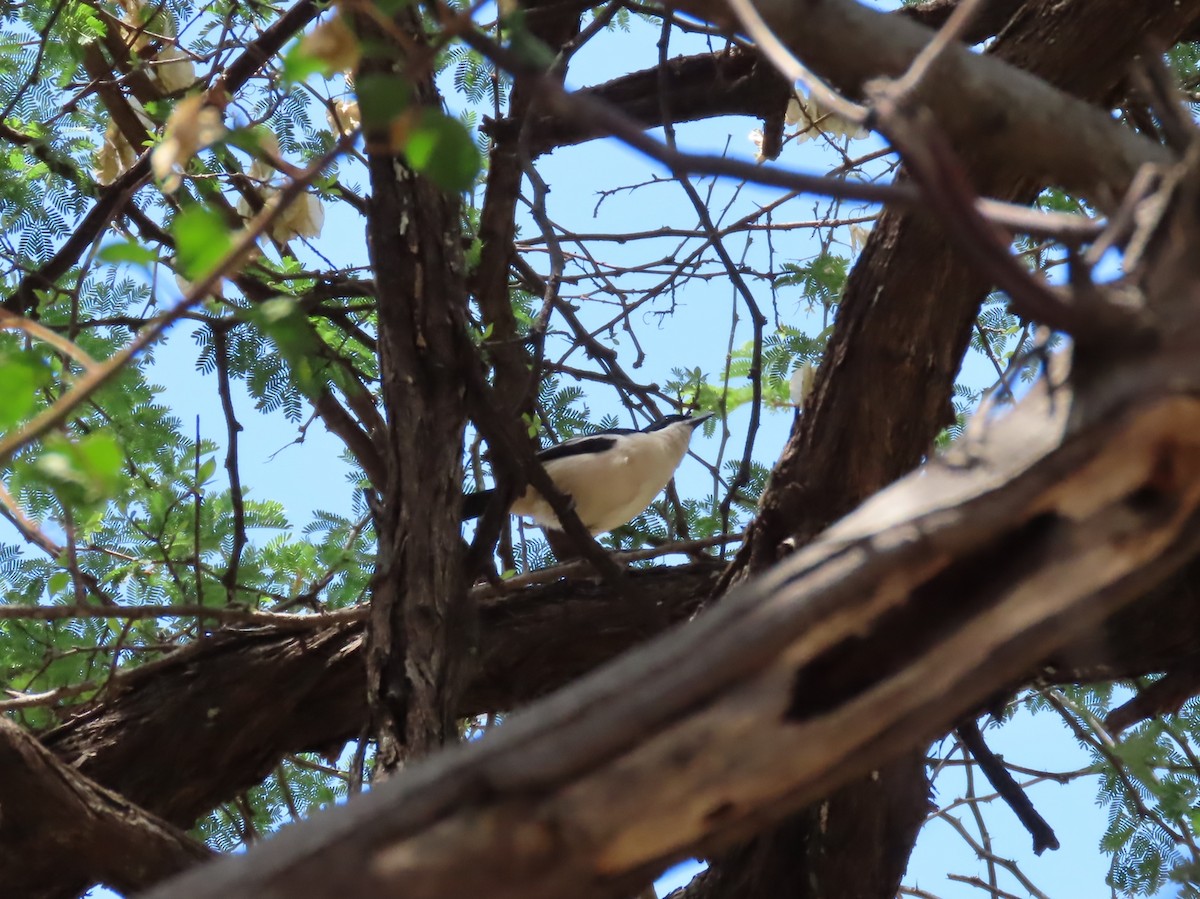 Cubla boule-de-neige - ML646524924