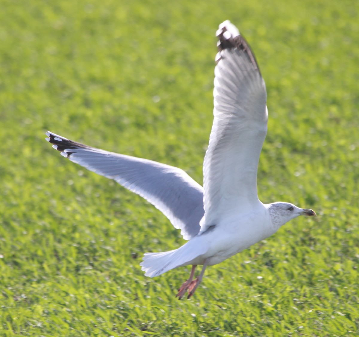 racek stříbřitý - ML646524926