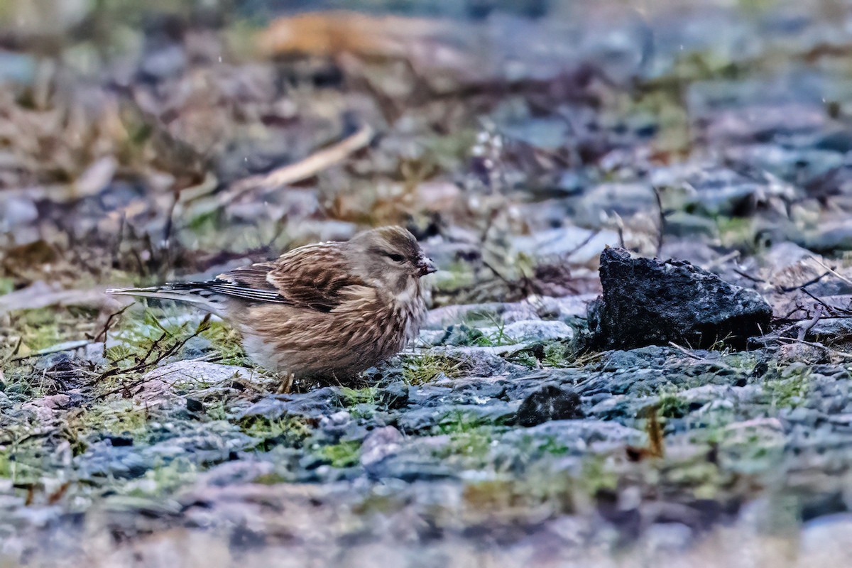 Eurasian Linnet - ML646524934