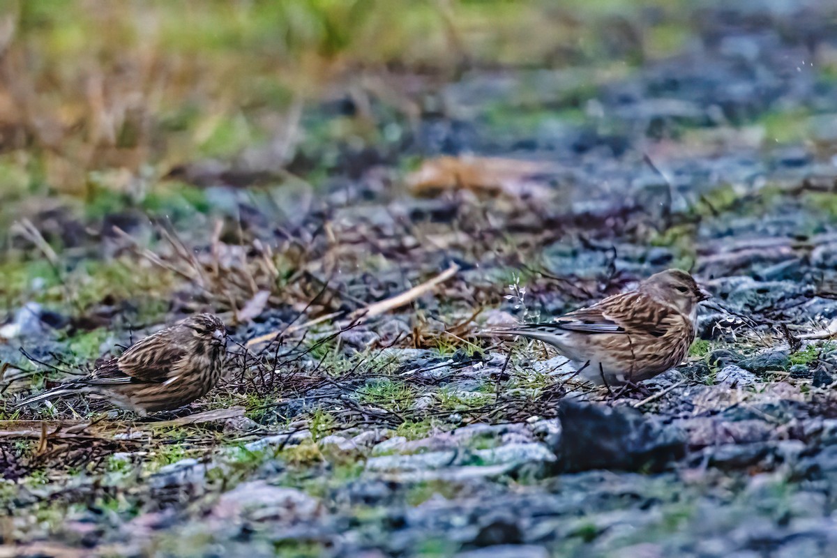 Eurasian Linnet - ML646524935