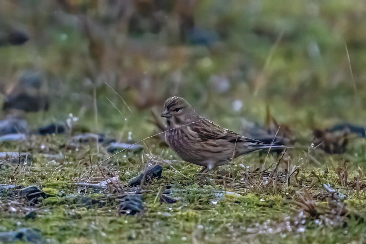 Eurasian Linnet - ML646524936