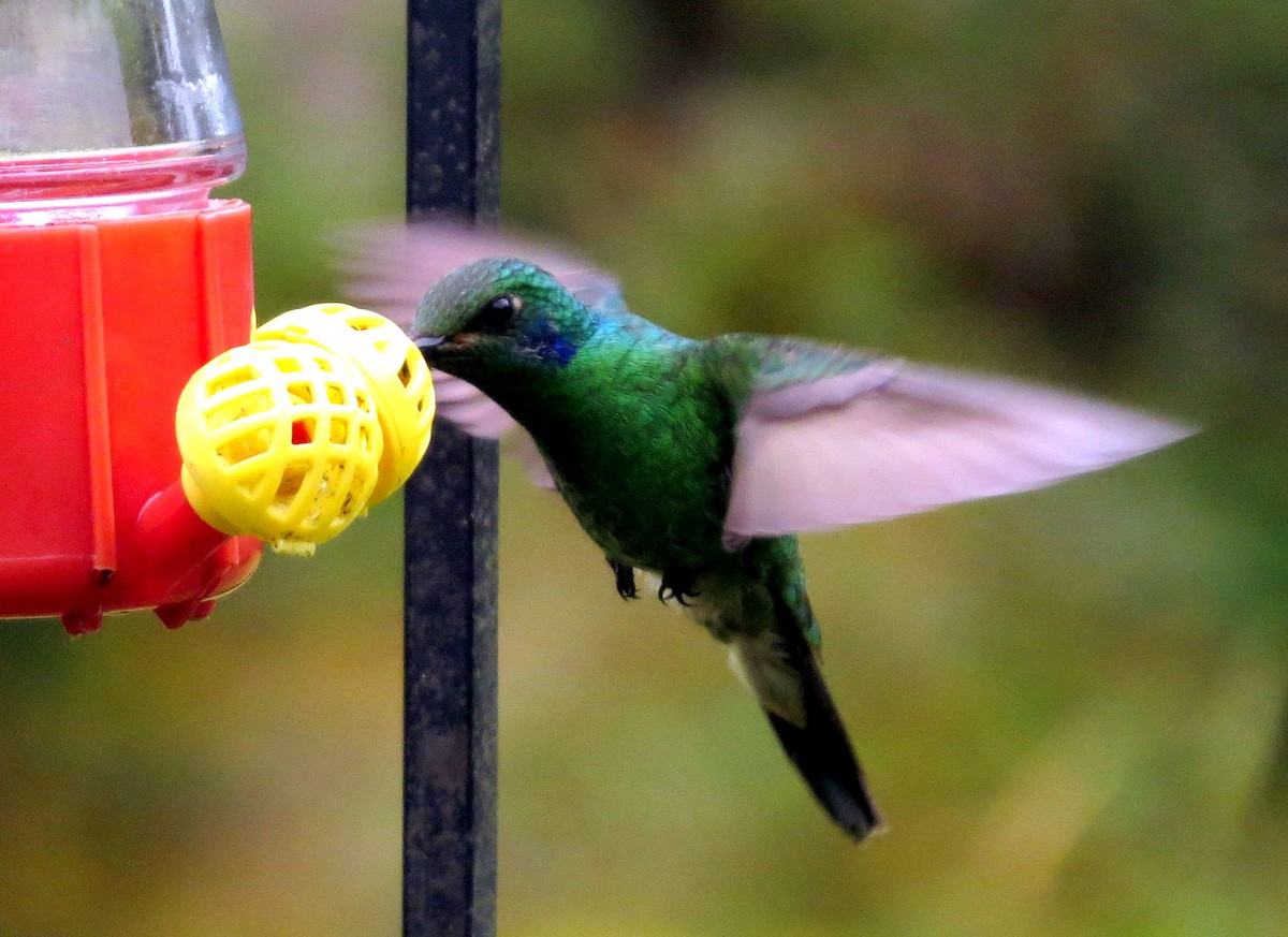 ヒメミドリハチドリ - ML646524938