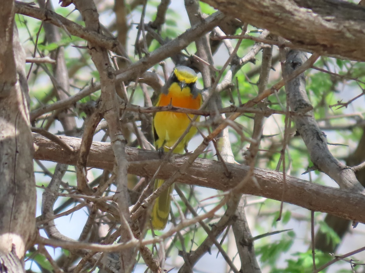 Gonolek soufré - ML646524941