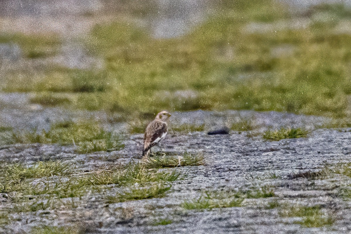 Snow Bunting - ML646524942