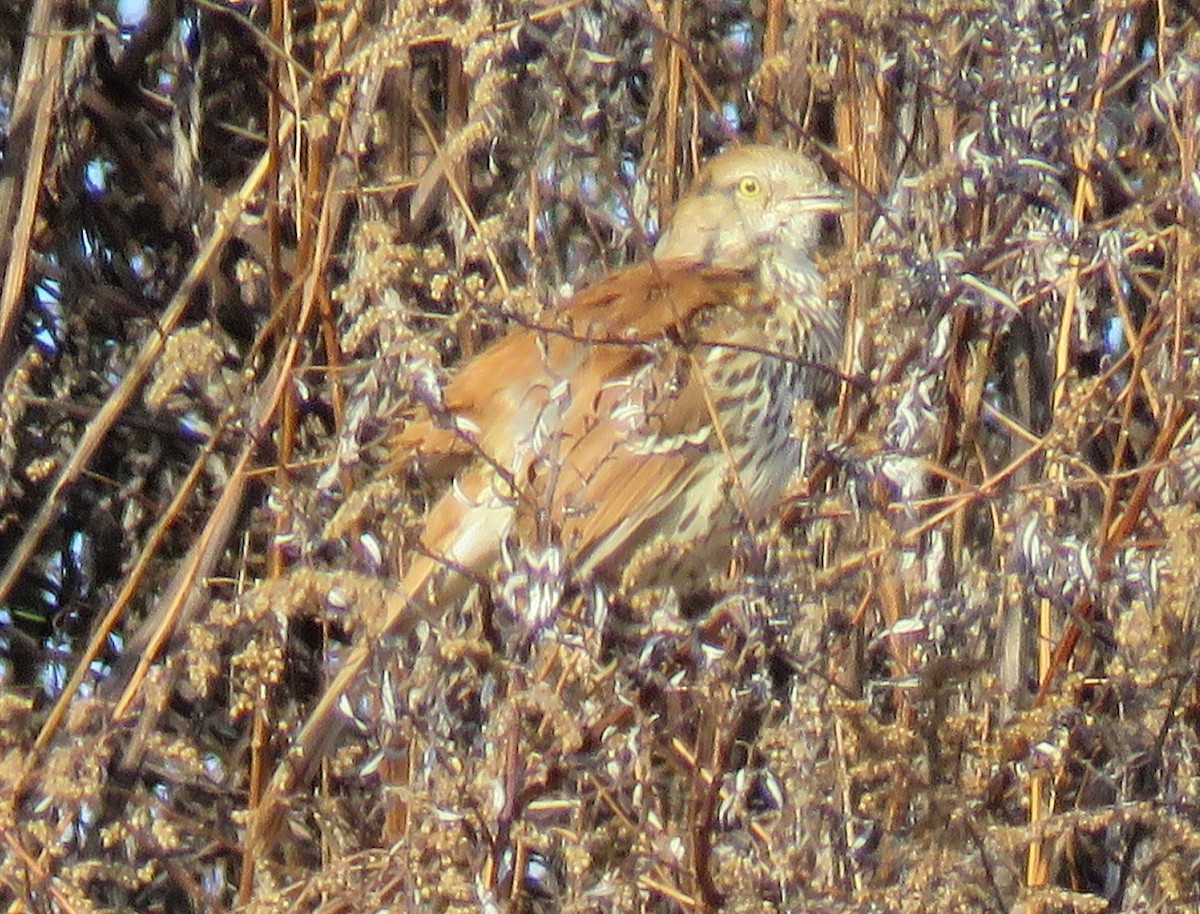 Kahverengi Çöpçü - ML646524943