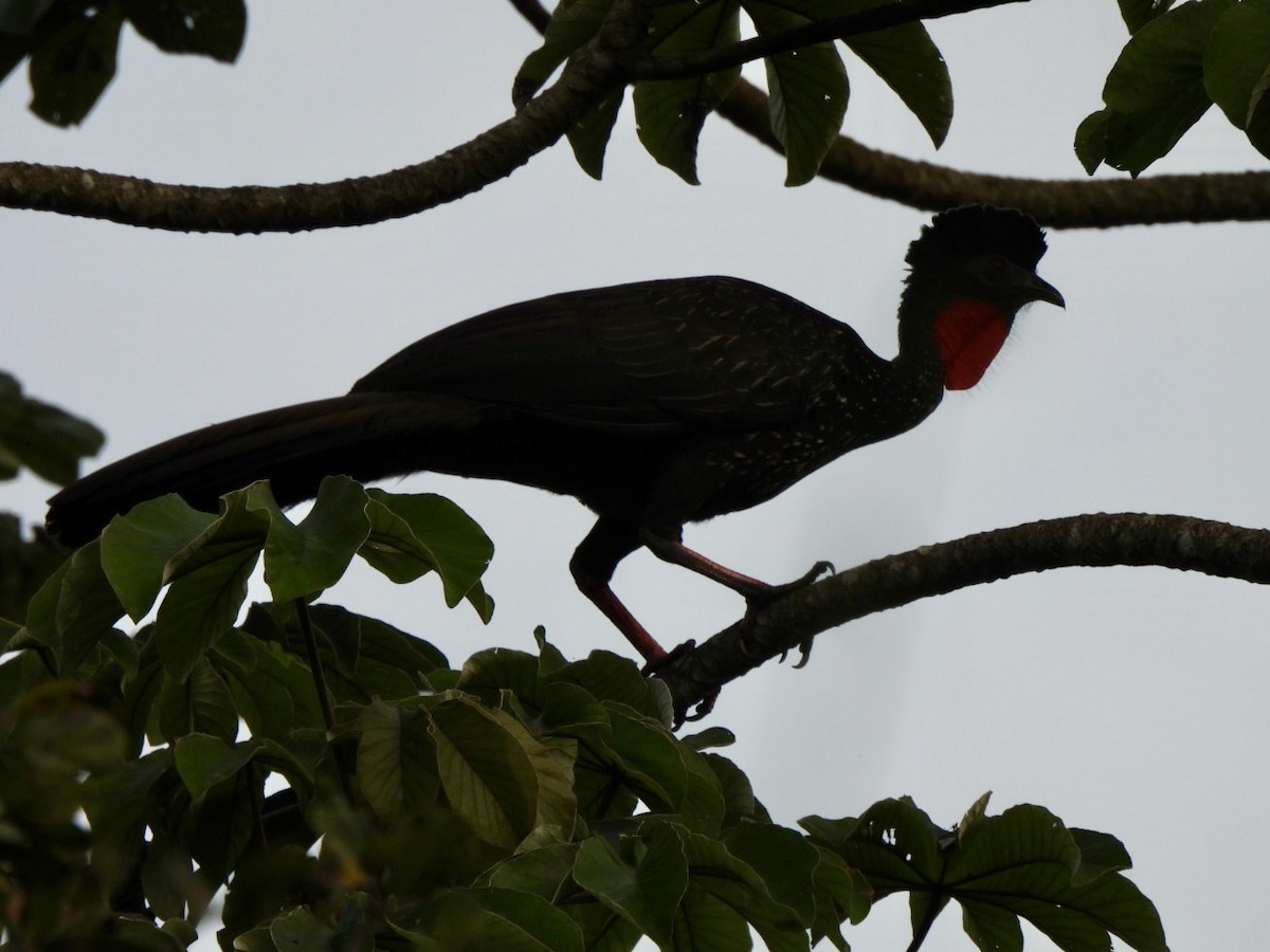 Пенелопа чубата - ML646524944