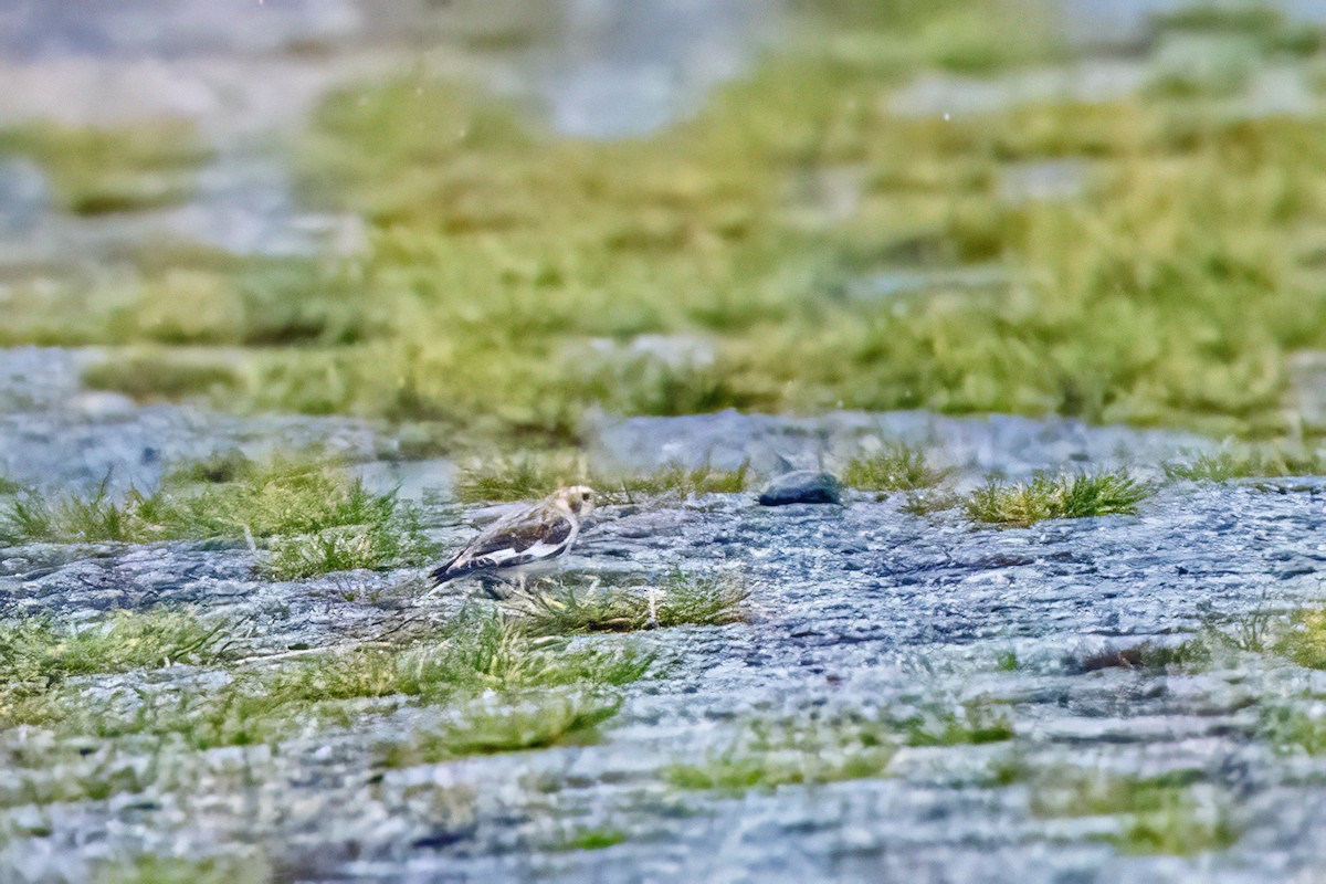 Snow Bunting - ML646524946