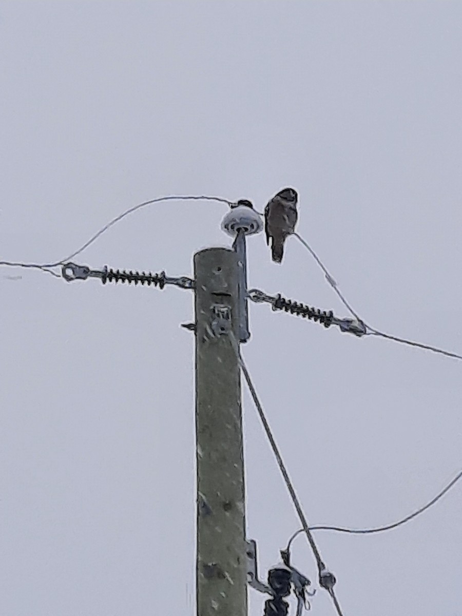 Northern Hawk Owl - ML646524948