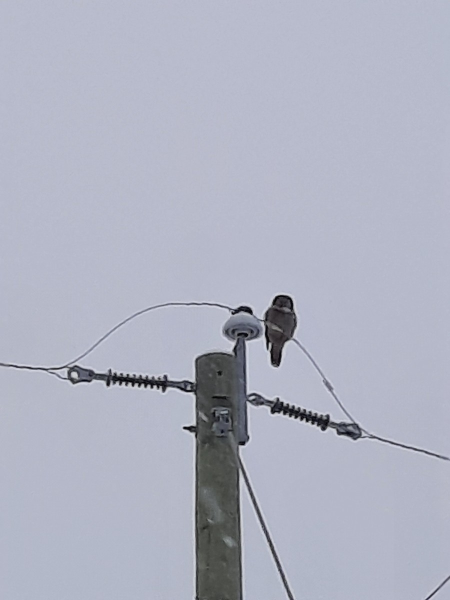 Northern Hawk Owl - ML646524949