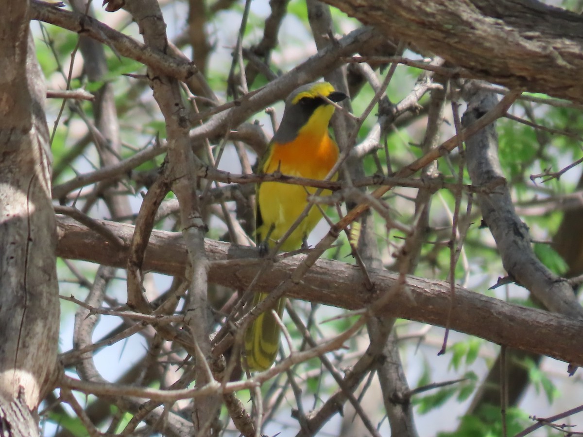 Gonolek soufré - ML646524950