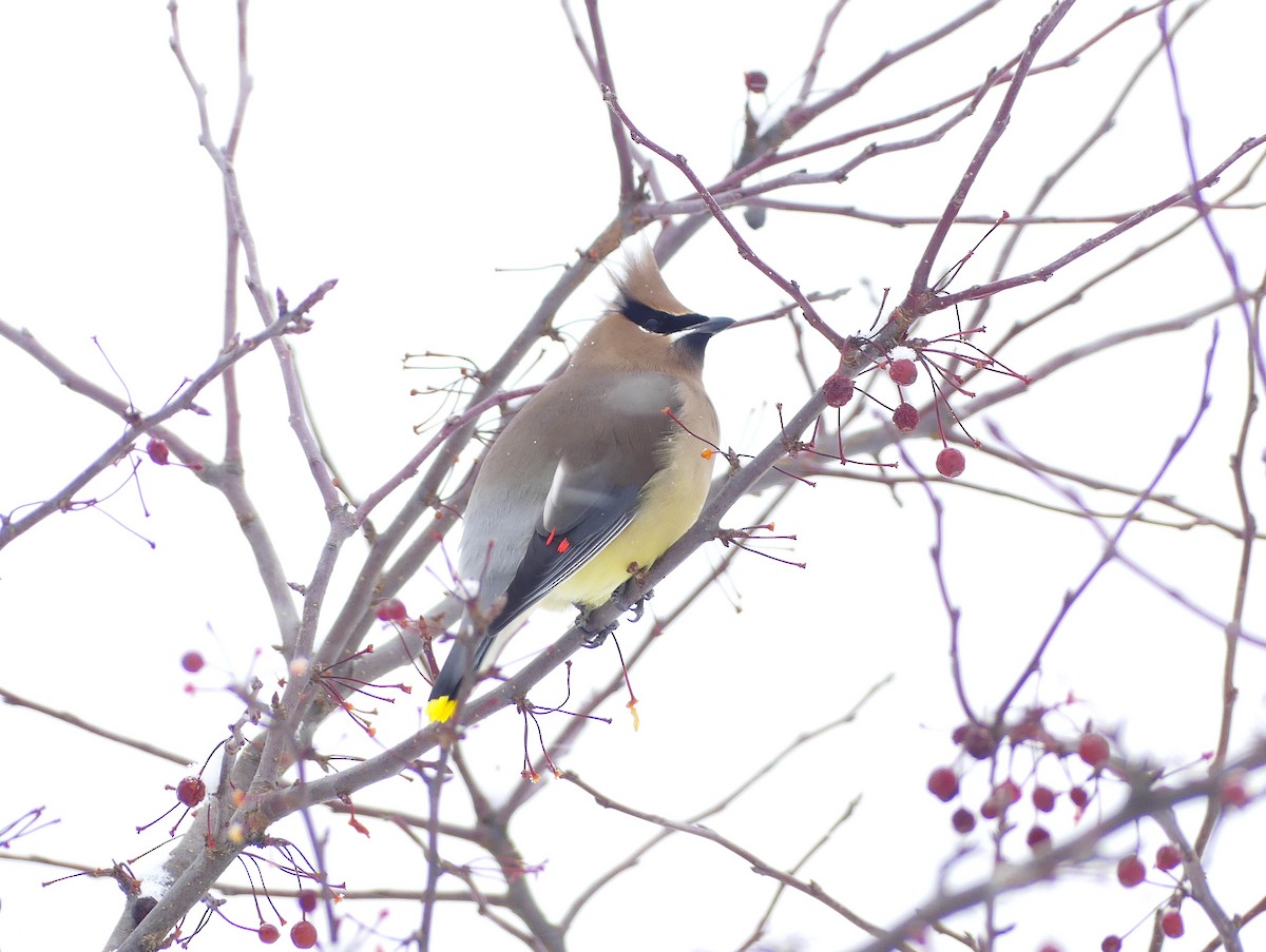 Cedar Waxwing - ML646524952