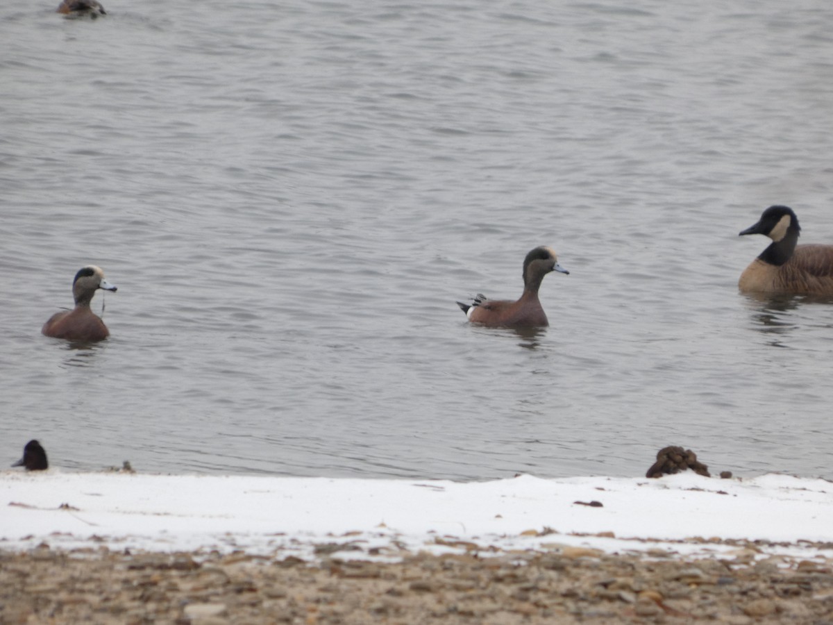 American Wigeon - ML646524955