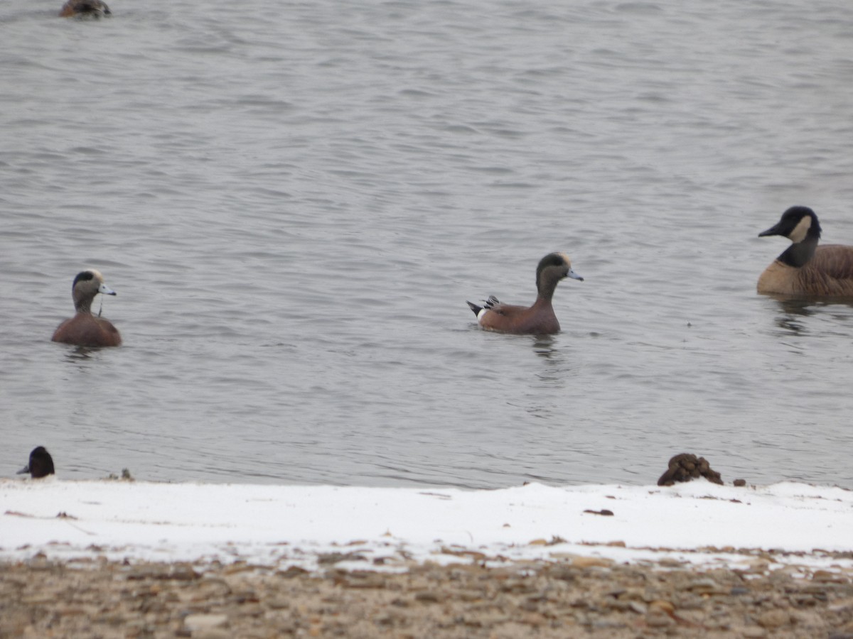 American Wigeon - ML646524956