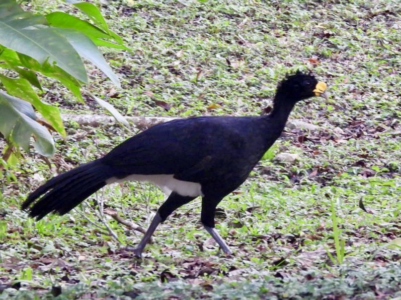 Кракс великий - ML646524957