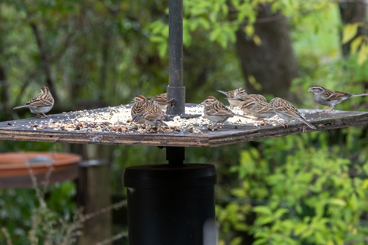Chipping Sparrow - ML646524959