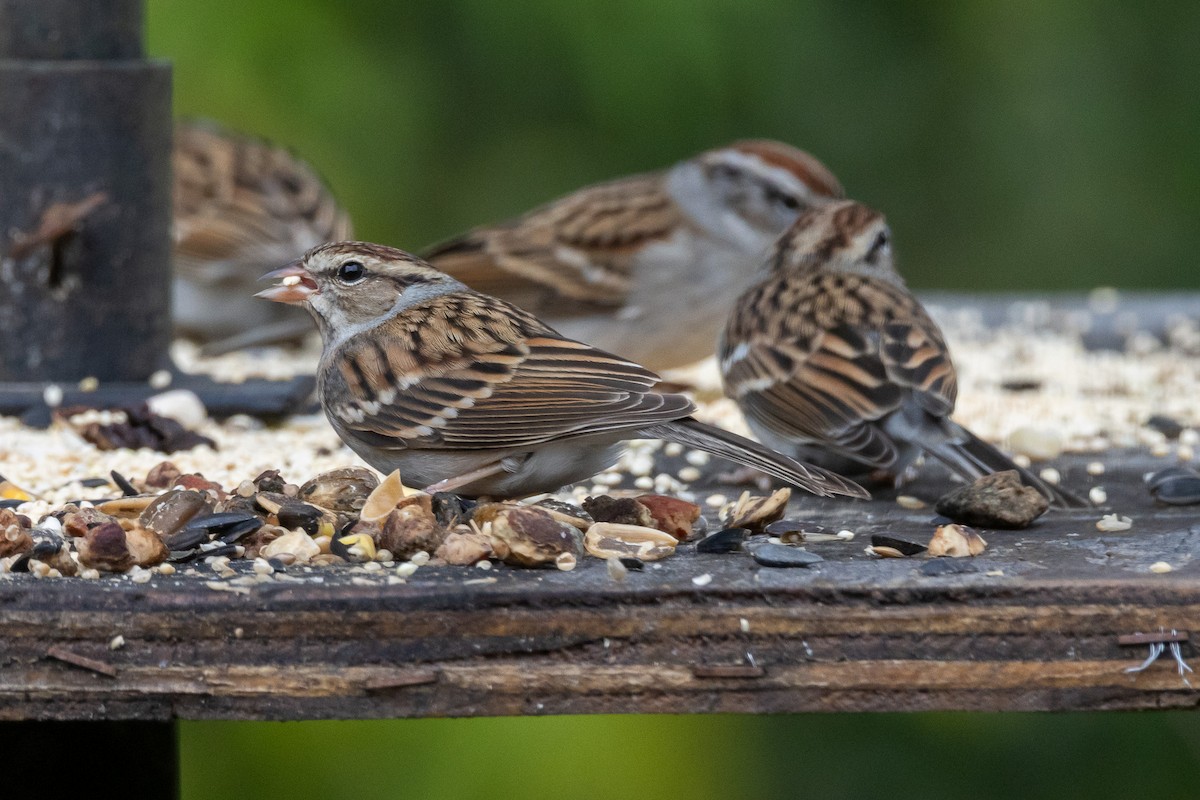 Chipping Sparrow - ML646524960