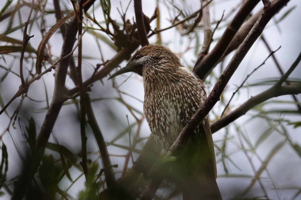 Western Wattlebird - ML646524963