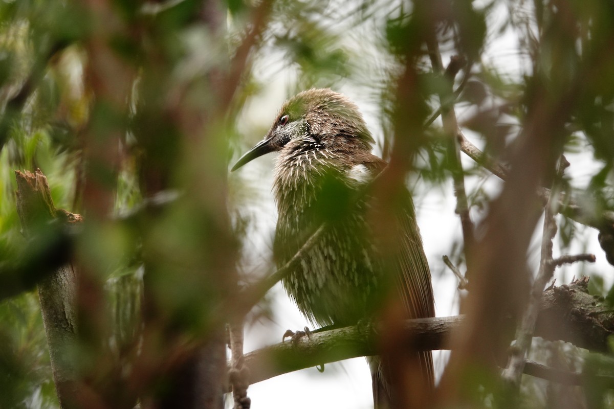 Western Wattlebird - ML646524964