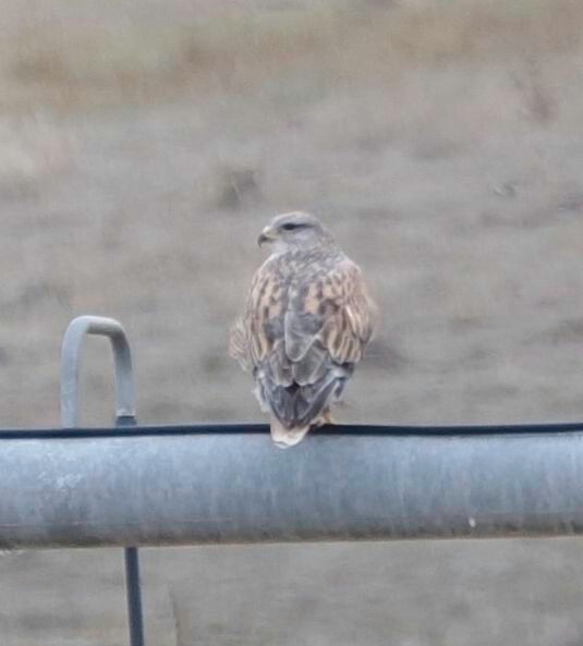 káně královská - ML646524967