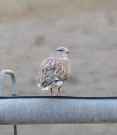 káně královská - ML646524968