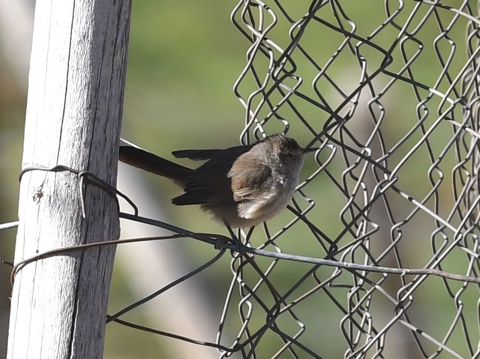 Sharp-billed Canastero - ML646524969