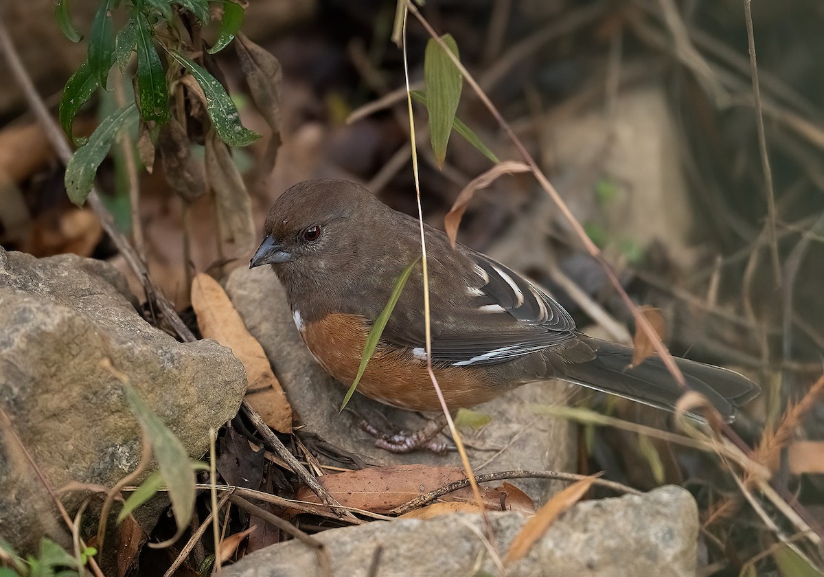 טואי אדום-עין - ML646524973