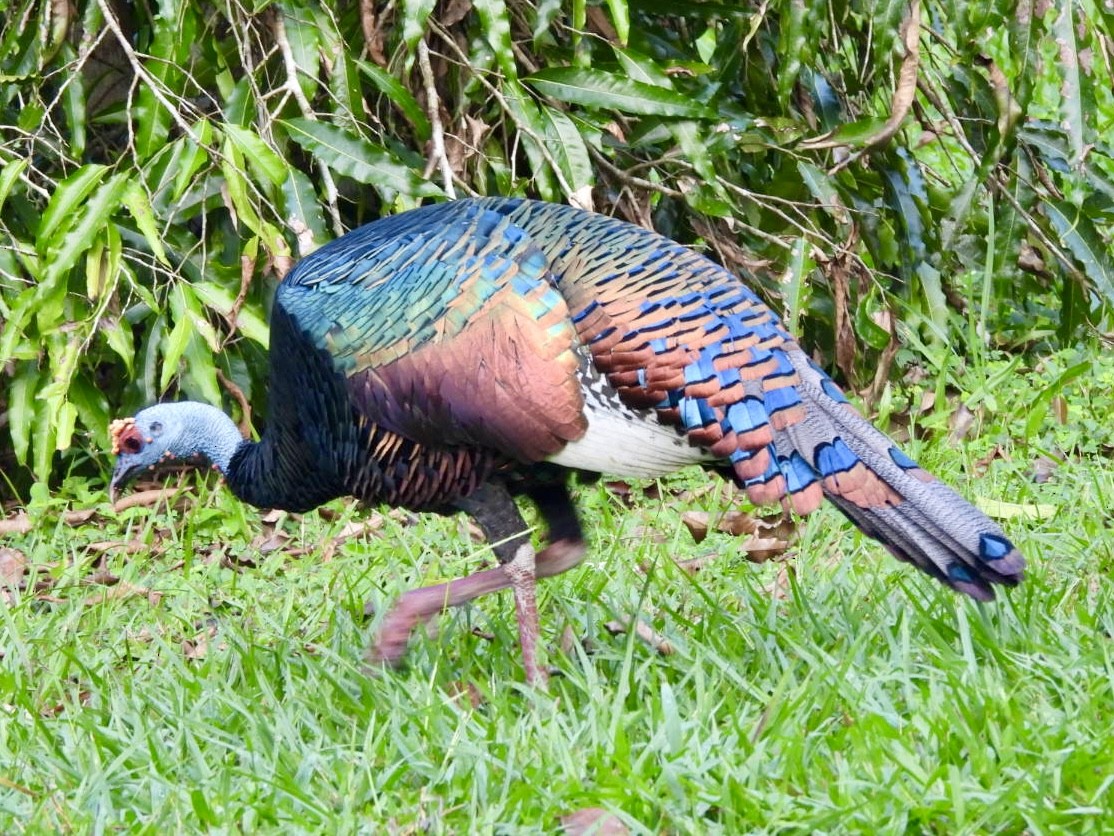 Індик малий - ML646524974