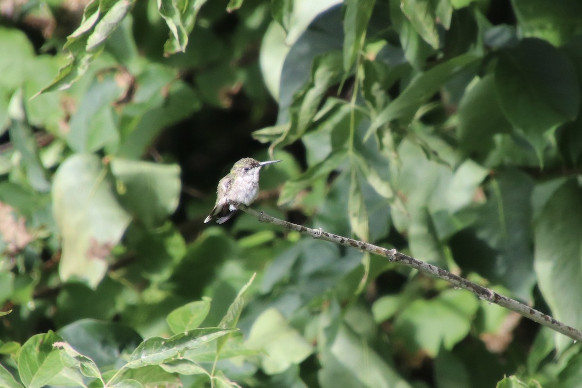 Ruby-throated Hummingbird - ML646524975