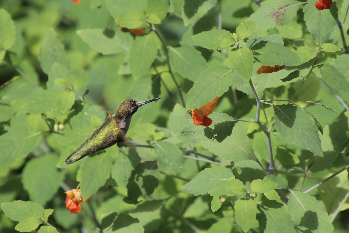 Ruby-throated Hummingbird - ML646524976