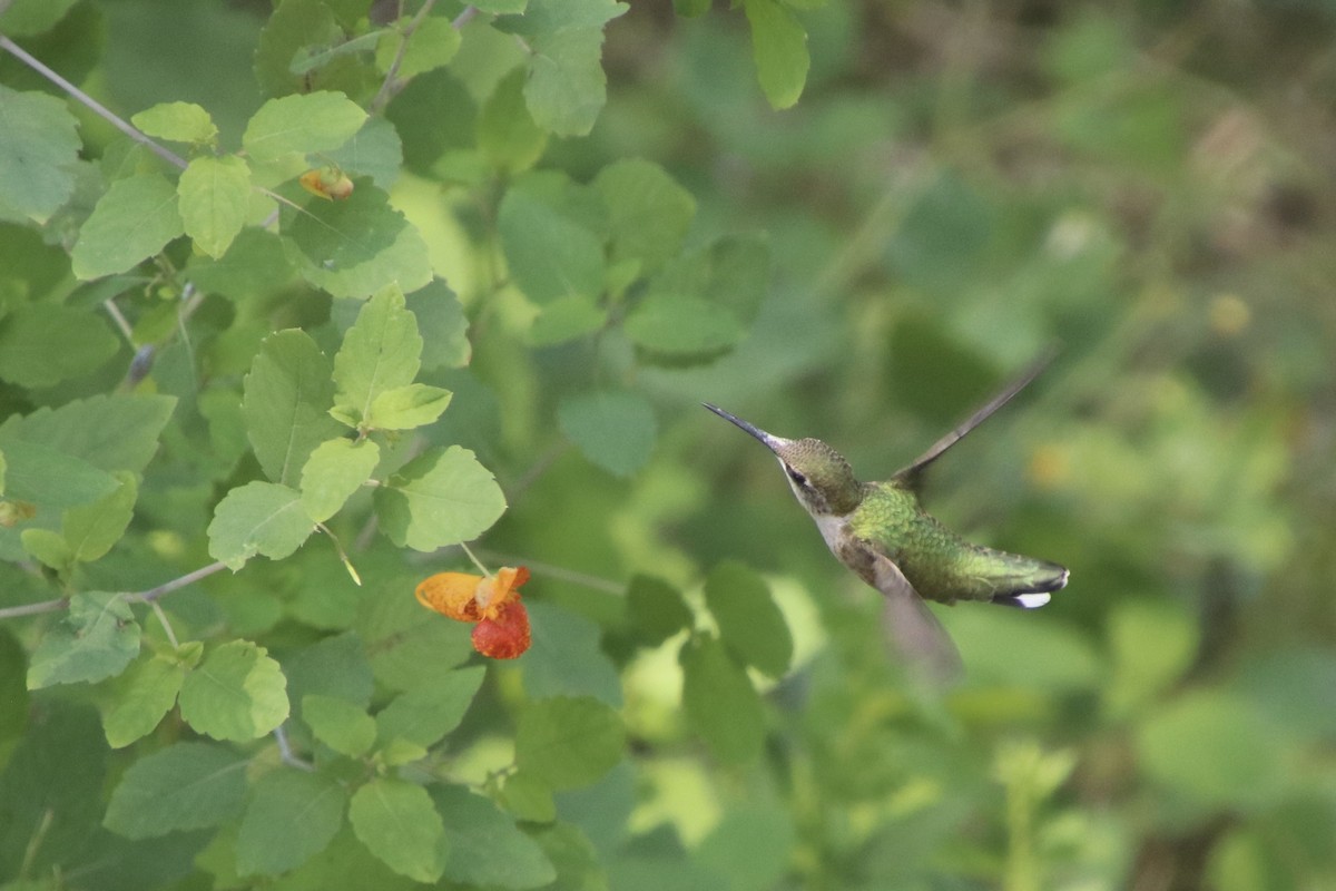 Ruby-throated Hummingbird - ML646524977