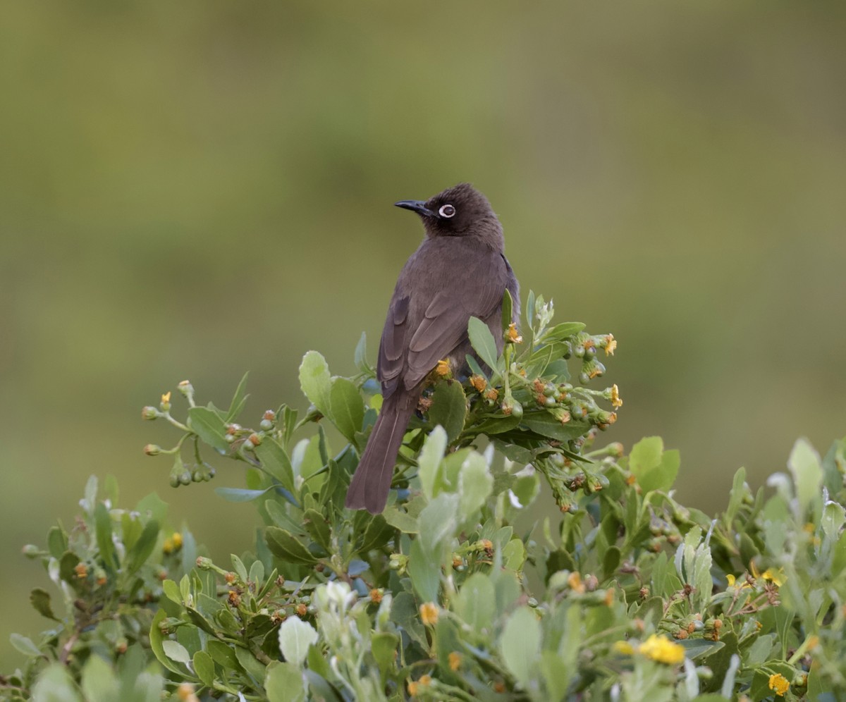 Kap Arapbülbülü - ML646524978